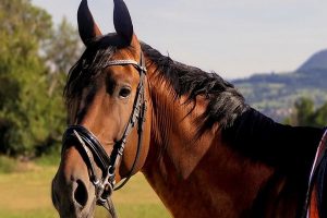 چگونه از تشنج در اسب ها پیشگیری کنیم؟ | پزشکت