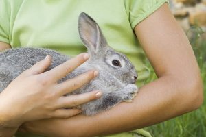 انواع آلرژی در خرگوش ها را بشناسید. | دام و پت