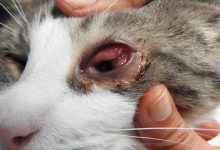 ترشحات چشم در گربه نشان دهنده چیست؟ || دام و پت