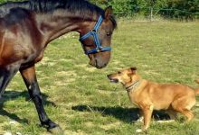 سگ و اسب چه ارتباطی با هم دارند؟ | دام و پت