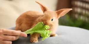 8 غذای سمی خطرناک برای خرگوش ها | دام و پت