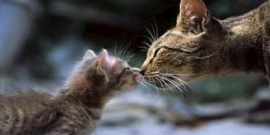 چرا گربه ها یکدیگر را لیس می زنند؟ | دام و پت