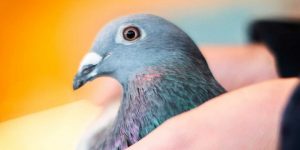 کوکسیدیوز در کبوتر چیست؟ || دام و پت
