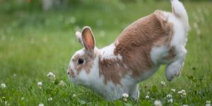 رفتار مخرب در خرگوش ها || دام و پت