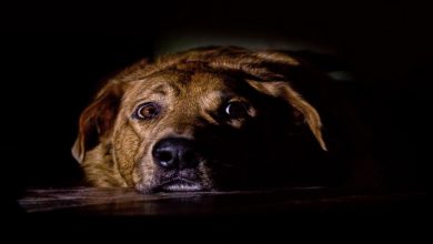 آیا سگ ها از تاریکی می ترسند؟ | دام و پت