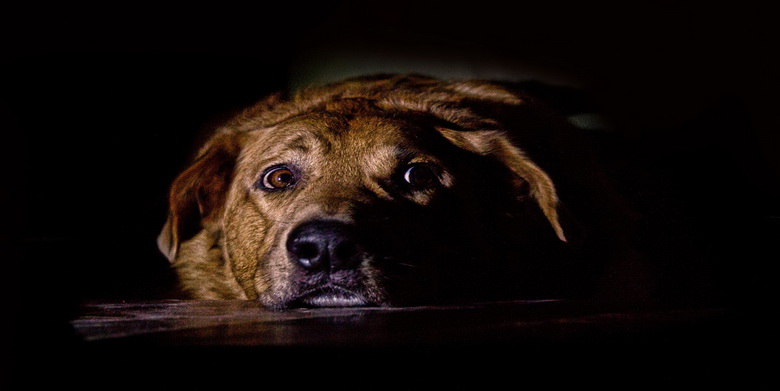 آیا سگ ها از تاریکی می ترسند؟ | دام و پت