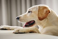 8 علامت مشکوک در سگ های فعال | دام و پت