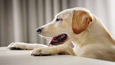 8 علامت مشکوک در سگ های فعال | دام و پت