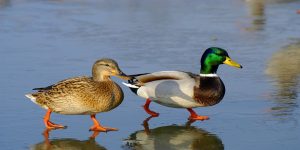 رفتار اردک ها و هر آنچه که باید بدانید! | دام و پت