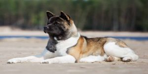 رشد غیر طبیعی آرنج در سگ ها | دام و پت