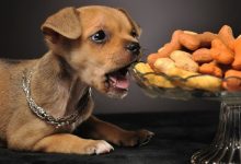 آیا سگ ها آجیل می خورند؟ | دام و پت