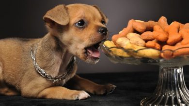 آیا سگ ها آجیل می خورند؟ | دام و پت