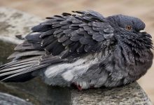 هگزامیتیازیس در کبوتر چیست؟ | دام و پت