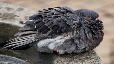 هگزامیتیازیس در کبوتر چیست؟ | دام و پت