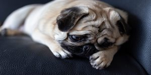 آیا سگ گریه می کند؟ || پزشکت