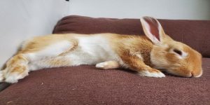 چگونه به خرگوش کمک کنیم بخوابد؟ | دام و پت
