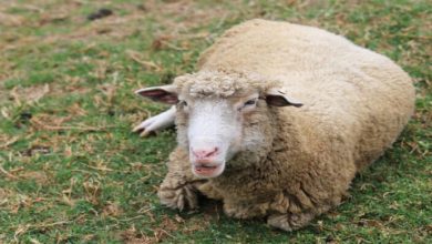 6 عامل نفخ در گوسفندان || دام و پت