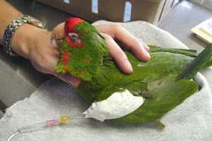 مسمومیت فلزات سنگین در پرندگان | دام و پت
