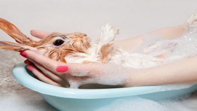 آیا حمام برای خرگوش بی خطر است؟ | دام و پت