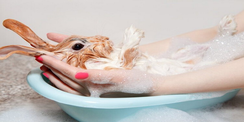 آیا حمام برای خرگوش بی خطر است؟ | دام و پت