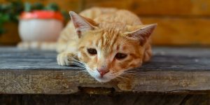 شایع ترین علل استرس گربه ها | دام و پت