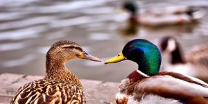 رفتار اردک ها و هر آنچه که باید بدانید! | دام و پت