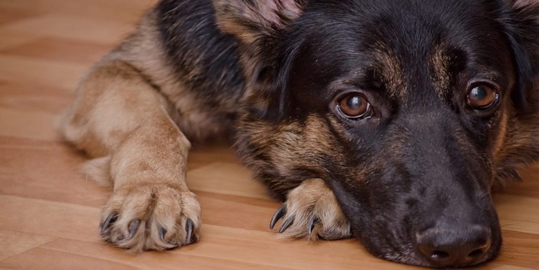 رشد غیر طبیعی آرنج در سگ ها | دام و پت