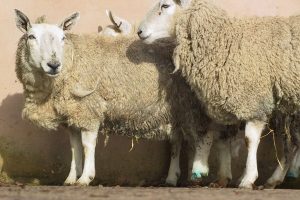 چرا گوسفند زانو می زند؟ | پزشکت