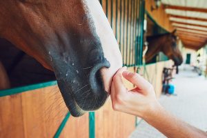 چگونه از تشنج در اسب ها پیشگیری کنیم؟ | دام و پت