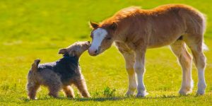 سگ و اسب چه ارتباطی با هم دارند؟ | دام و پت 