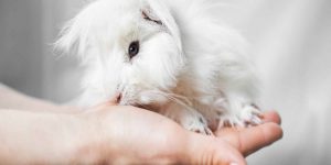 چگونه از ناخن خرگوش مراقبت کنیم؟ || دام و پت