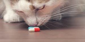 داروهای بدون نسخه سمی برای گربه ها | دام و پت