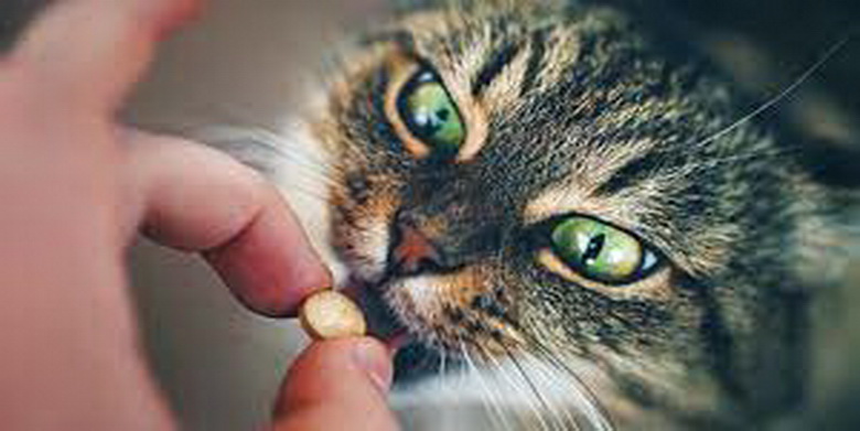 داروهای بدون نسخه سمی برای گربه ها | دام و پت
