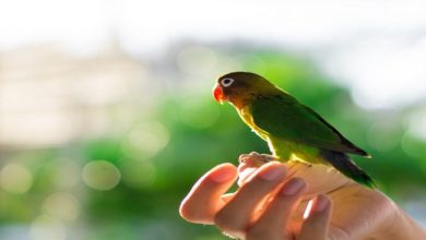 راهنمای کامل نگهداری از مرغ عشق || دام و پت