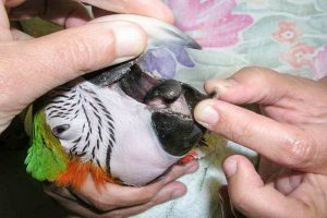 مسمومیت فلزات سنگین در پرندگان | دام و پت