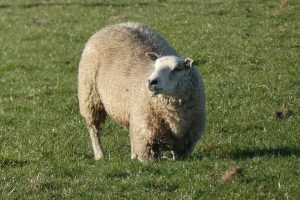 چرا گوسفند زانو می زند؟ | دام و پت