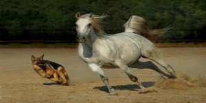 سگ و اسب چه ارتباطی با هم دارند؟ | دام و پت