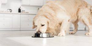 رژیم غذایی برای اسهال سگ | دام و پت
