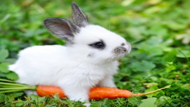 8 غذای سمی خطرناک برای خرگوش ها | دام و پت