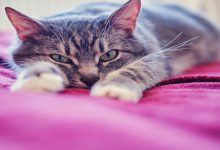 شایع ترین علل استرس گربه ها | دام و پت