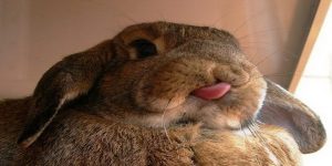 چرا خرگوش من همه چیز را لیس می زند؟ | دام و پت