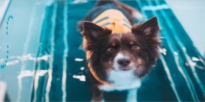 آب درمانی برای سگ ها | دام و پت