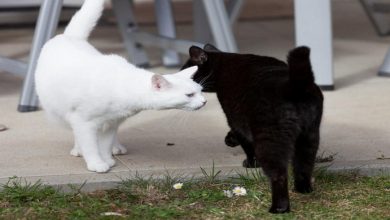 چرا گربه ها پشت هم را بو می کنند؟ || دام و پت
