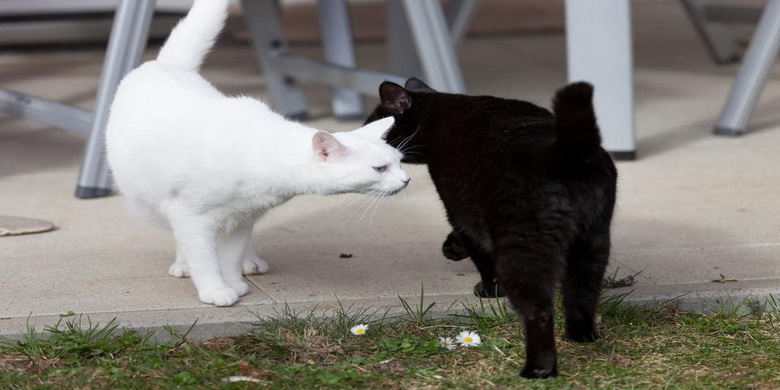 چرا گربه ها پشت هم را بو می کنند؟ || دام و پت