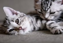 چرا گربه ها یکدیگر را لیس می زنند؟ | دام و پت