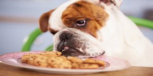 چرا سگ من غذا نمی خورد؟ | دام و پت