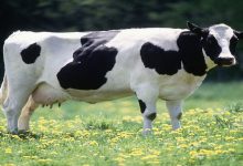 شیردهی در گاو چه زمانی آغاز می شود؟ | دام و پت