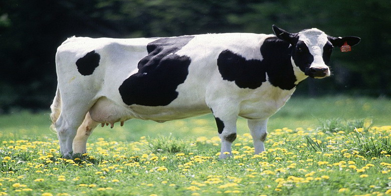 شیردهی در گاو چه زمانی آغاز می شود؟ | دام و پت