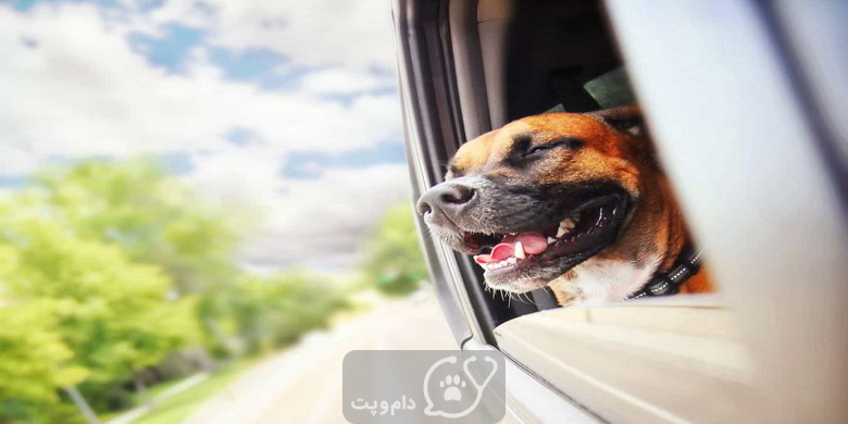 اضطراب سگ در ماشین چیست؟ || دام و پت