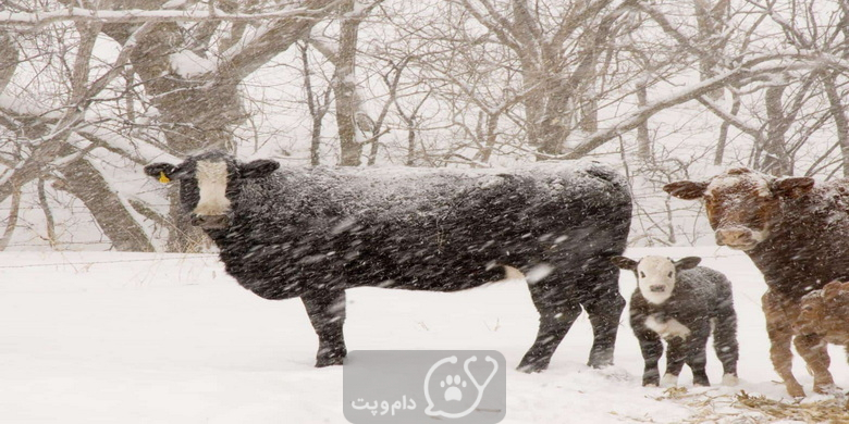 سرماخوردگی در گاو و علل آن || دام و پت